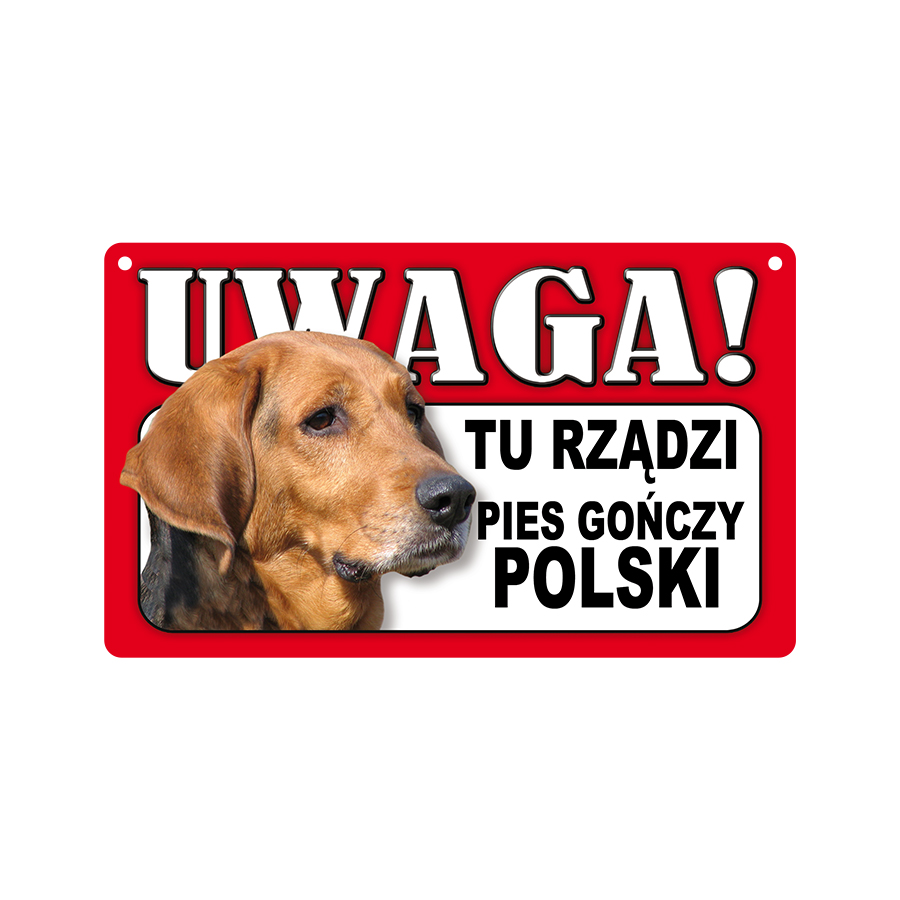 31 Pies Gończy Polski